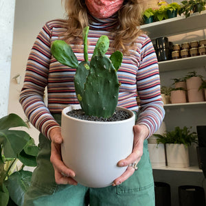Cactus Assorted 6 Inch