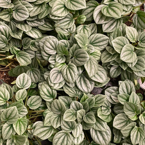Peperomia Frost