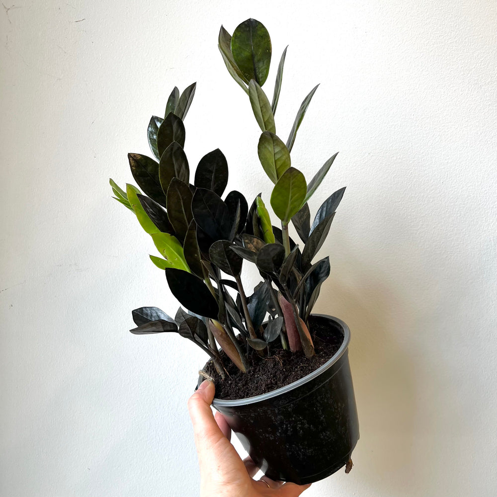 ZZ Ravens 6 Inch Pot