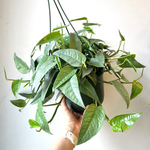 Cebu Blue Pothos