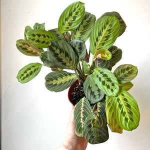 Red Maranta Calathea