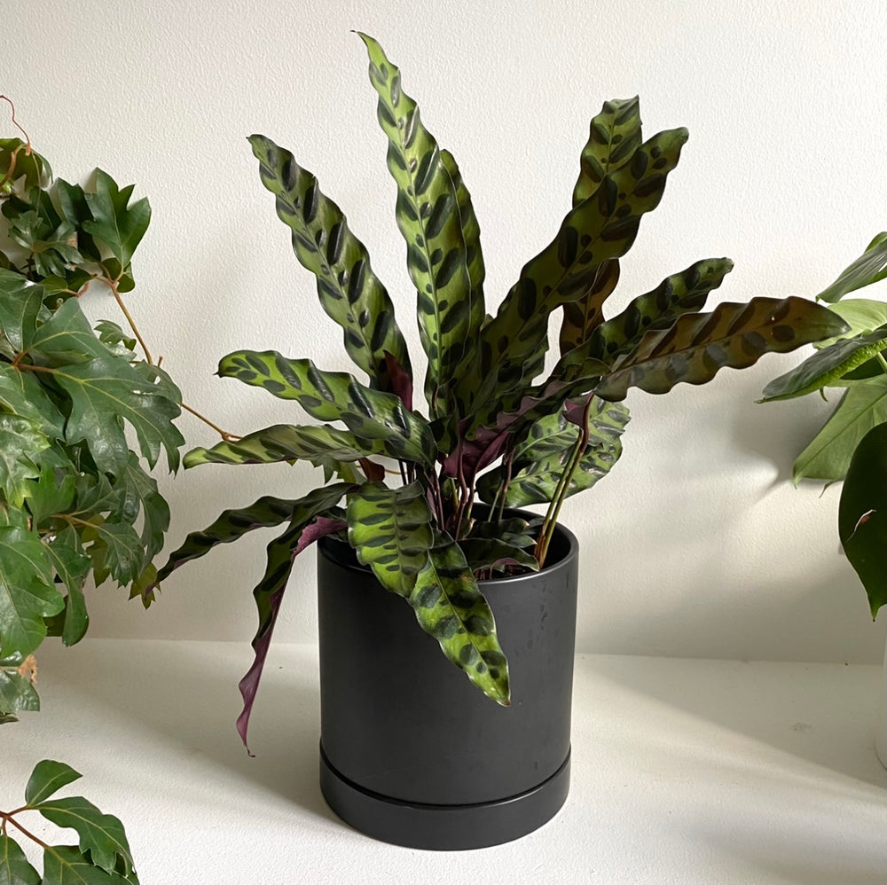 Romey Cylinder Pot