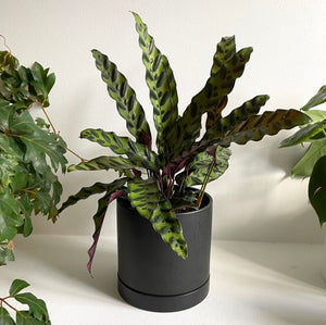 Romey Cylinder Pot