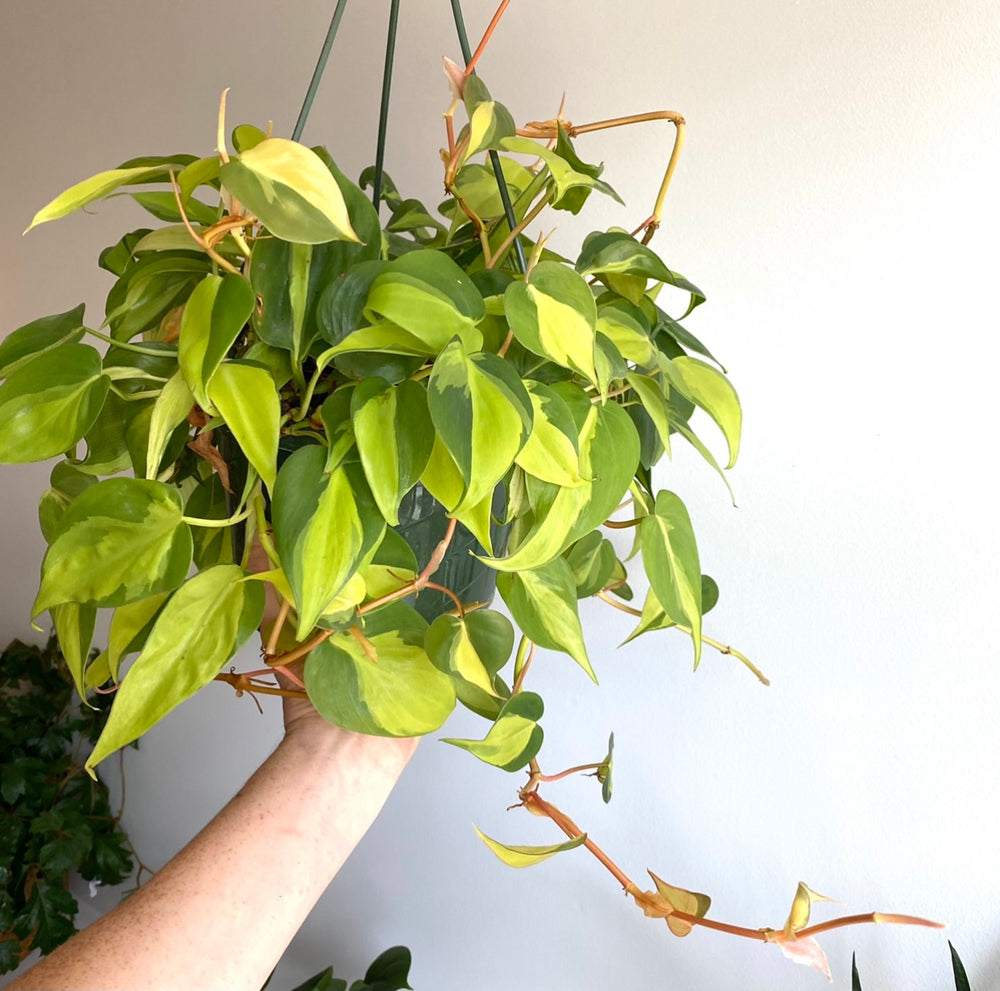 Philodendron Brazil