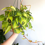 Philodendron Brazil