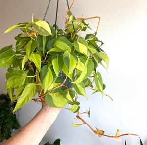 Philodendron Brazil