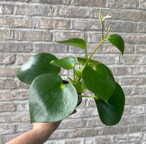 Peperomia Raindrop