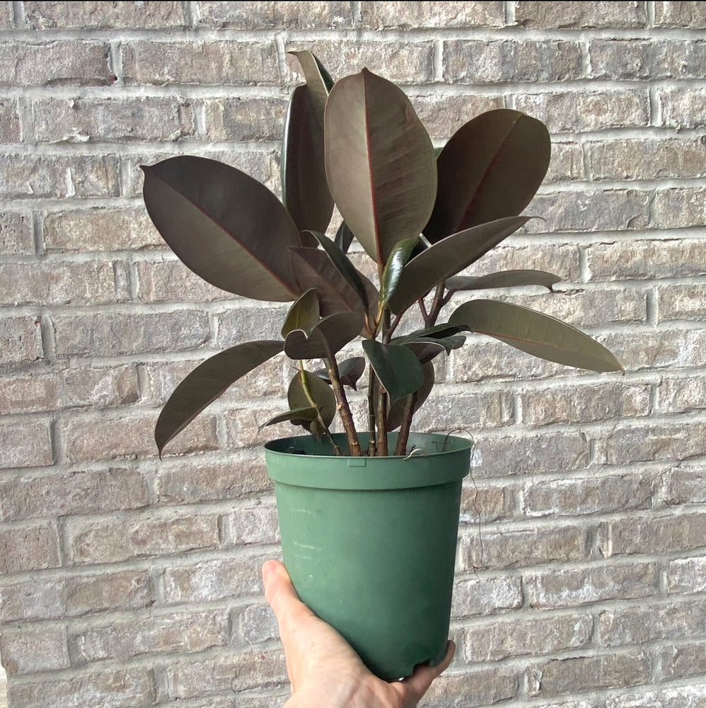 Rubber Plant - Ficus Elastica