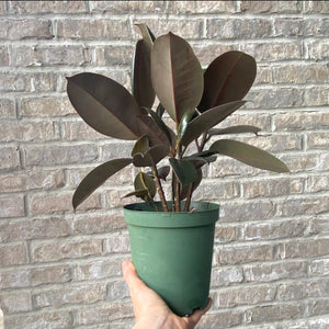 Rubber Plant - Ficus Elastica