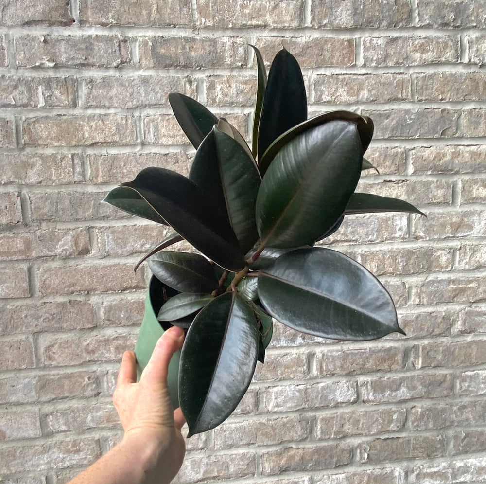 Rubber Plant - Ficus Elastica