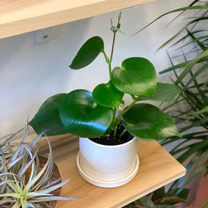 Peperomia Raindrop