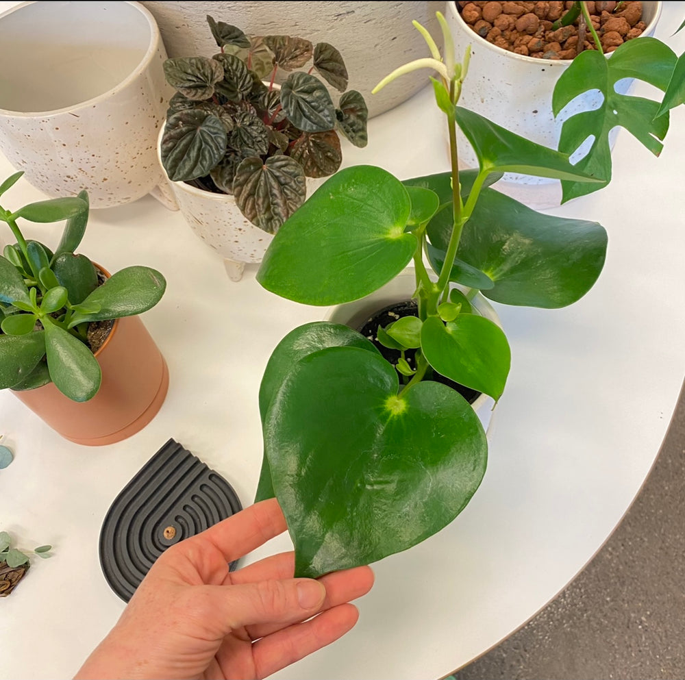 Peperomia Raindrop