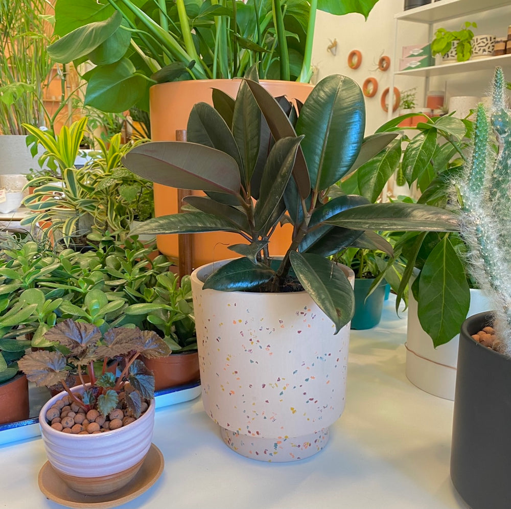 Rubber Plant - Ficus Elastica