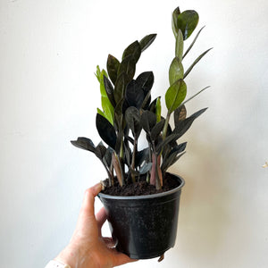 ZZ Ravens 6 Inch Pot