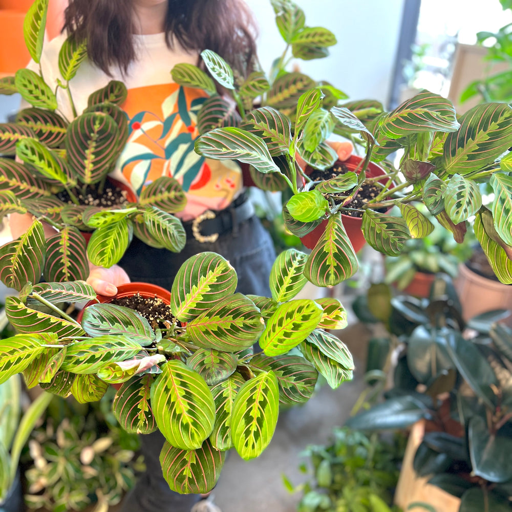 Red Maranta Calathea