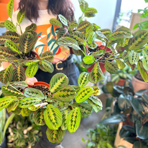 Red Maranta Calathea