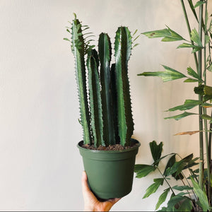 Euphorbia Cactus 8 inch