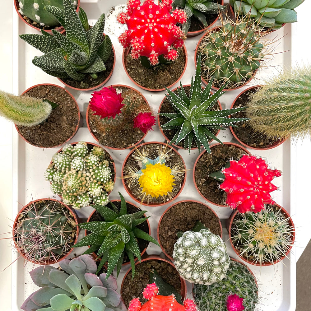 Cactus Assorted
