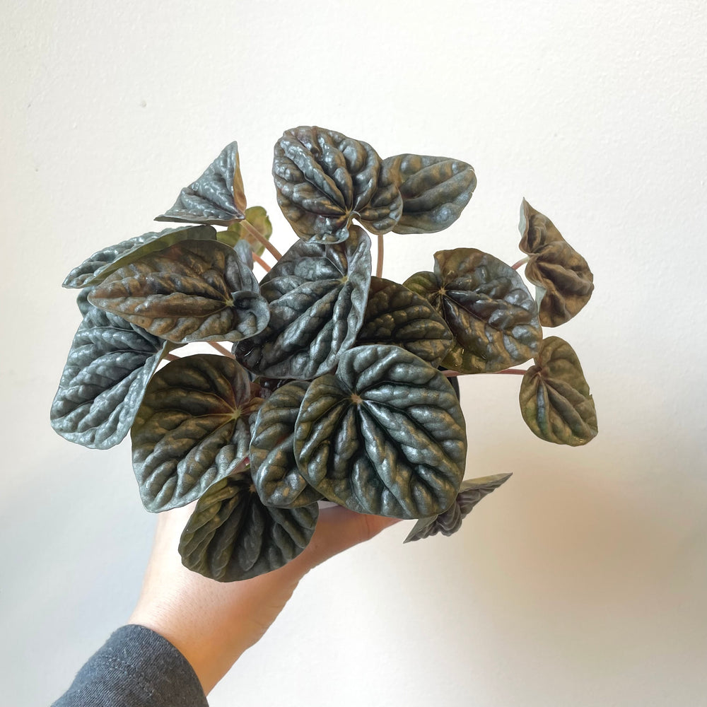 Peperomia Red Ripple