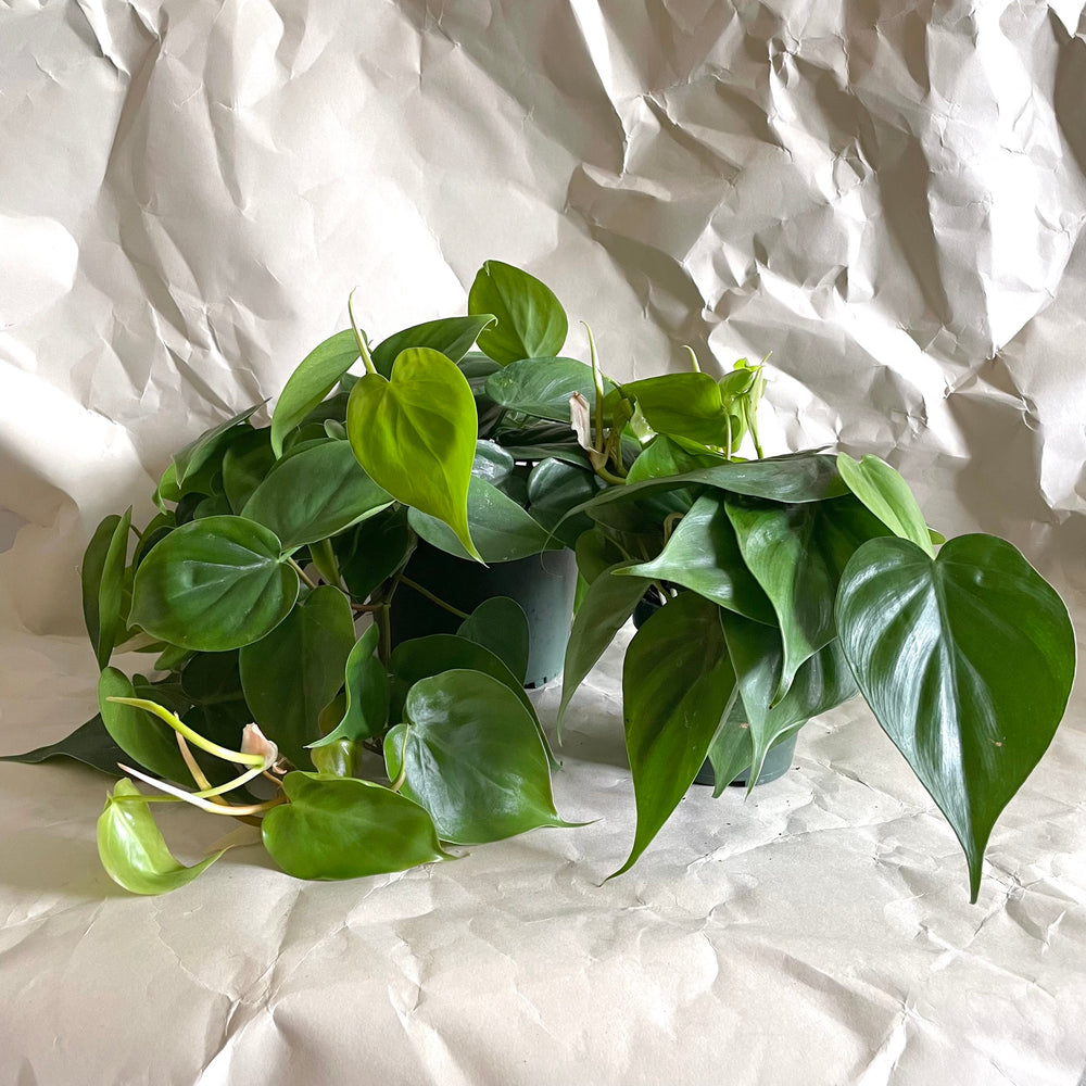 Philodendron Heart Leaf