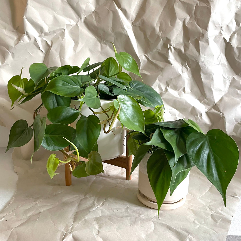 Philodendron Heart Leaf
