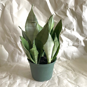 Sansevieria Moonshine