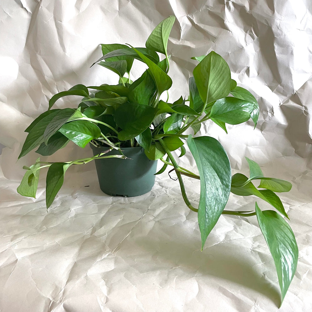 Jade Pothos