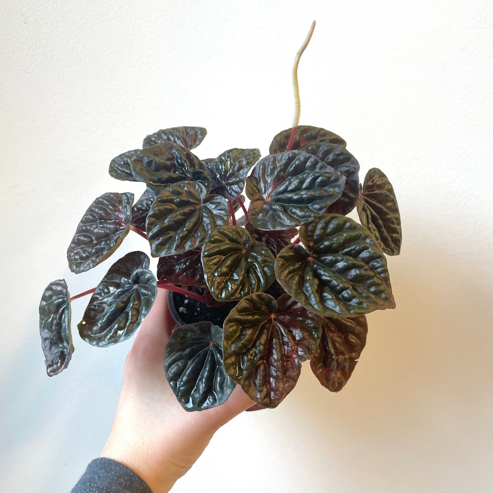 Peperomia Red Ripple