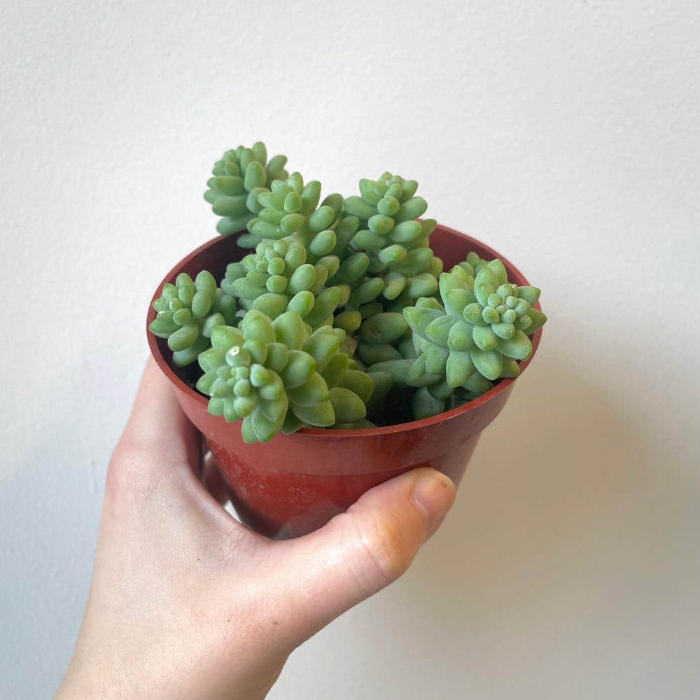 Burro's Tail Succulent