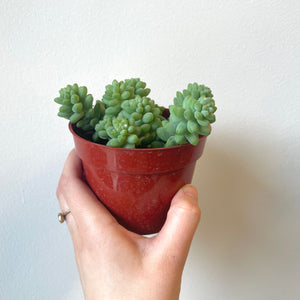 Burro's Tail Succulent