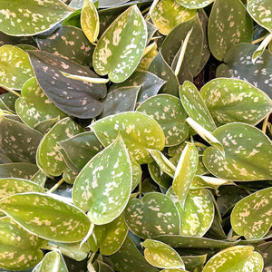 Silver Satin Pothos 4 Inch Pot