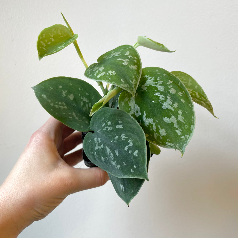 Silver Satin Pothos 4 Inch Pot