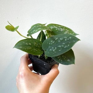 Silver Satin Pothos 4 Inch Pot