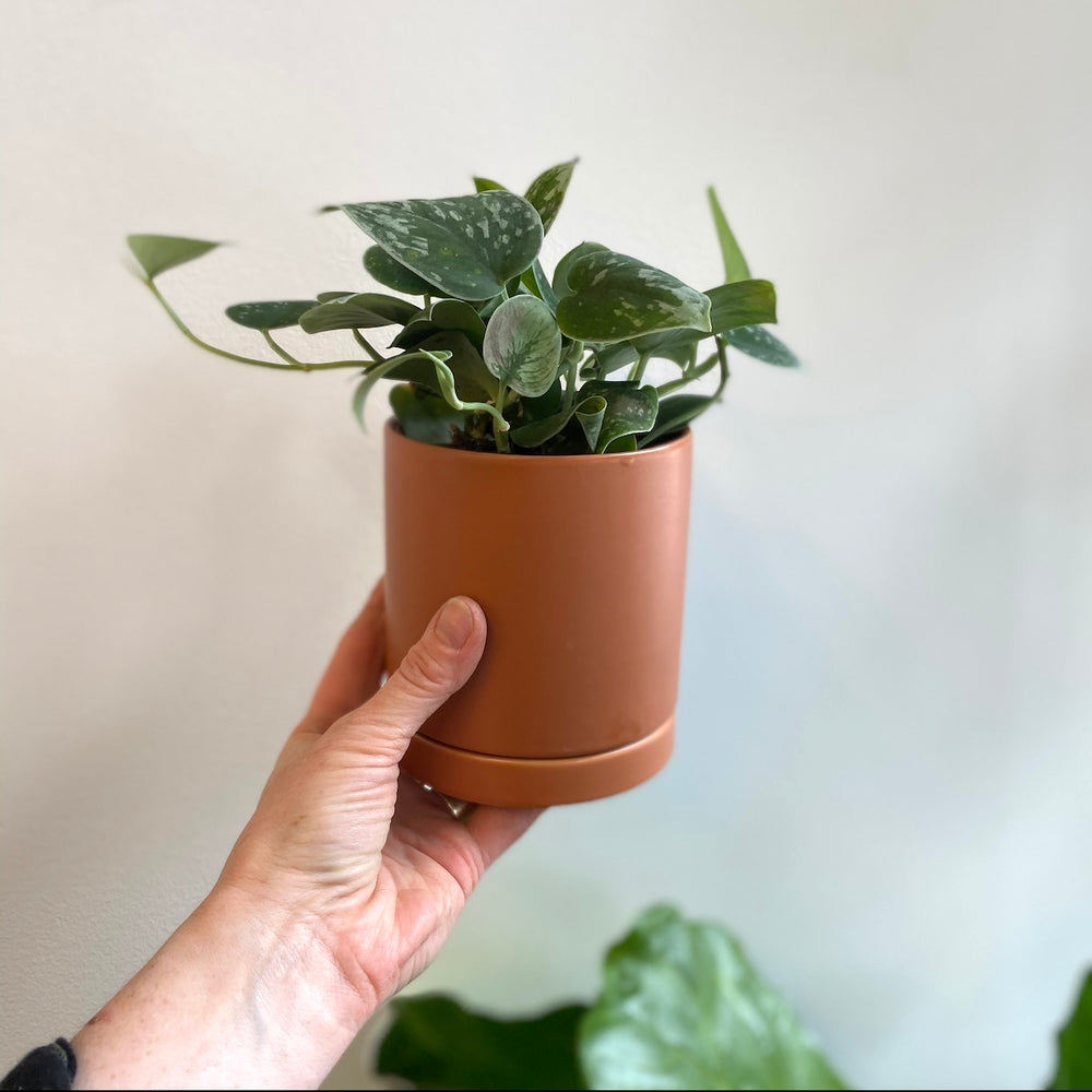 Romey Cylinder Pot