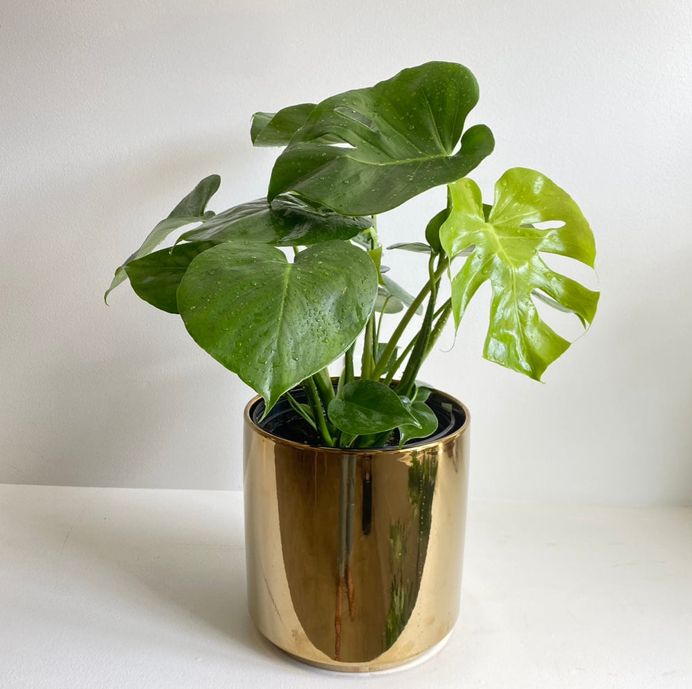 
                
                    Load image into Gallery viewer, Philodendron Monstera 6 Inch Pot
                
            