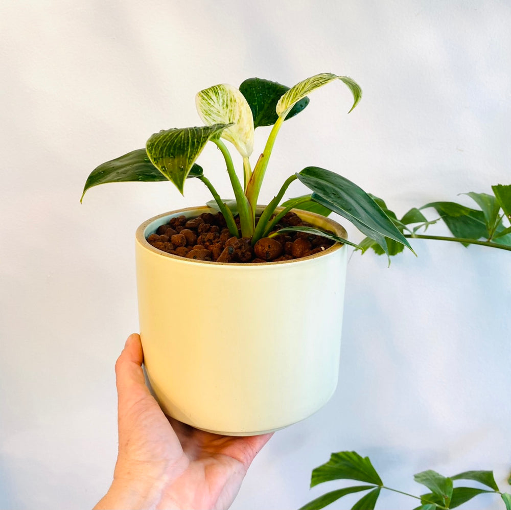 decluttered ceramic planter