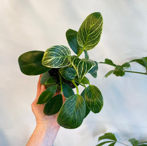 Philodendron Birkin