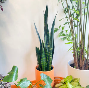 Sansevieria Black Coral