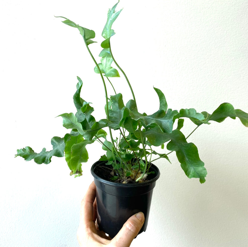 Blue Star Fern