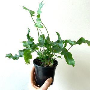 Blue Star Fern