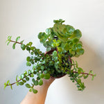 Succulent Assorted