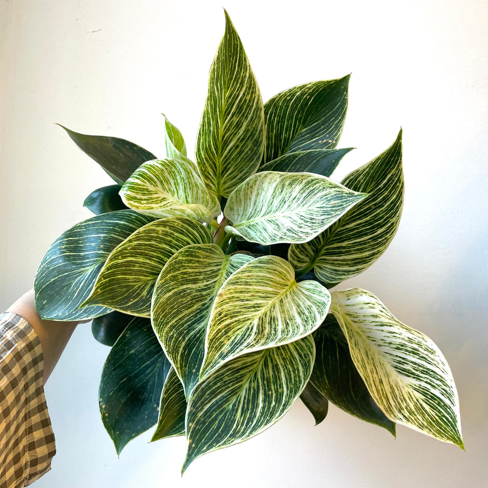 Philodendron Birkin
