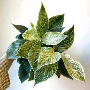 Philodendron Birkin