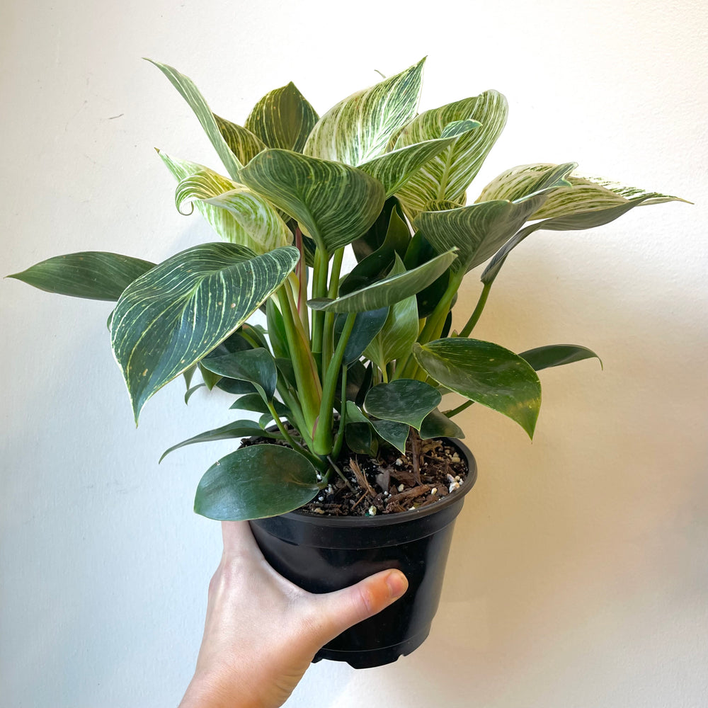 Philodendron Birkin