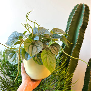 Peperomia Frost