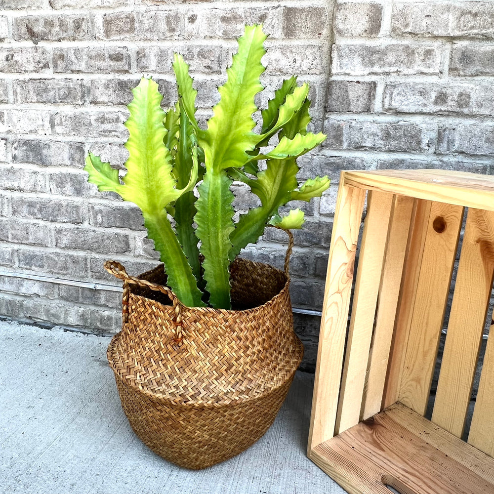 Euphorbia Cactus 8 inch