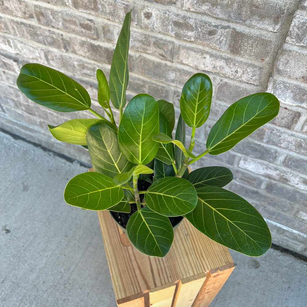 Ficus Audrey
