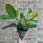 Ficus Audrey