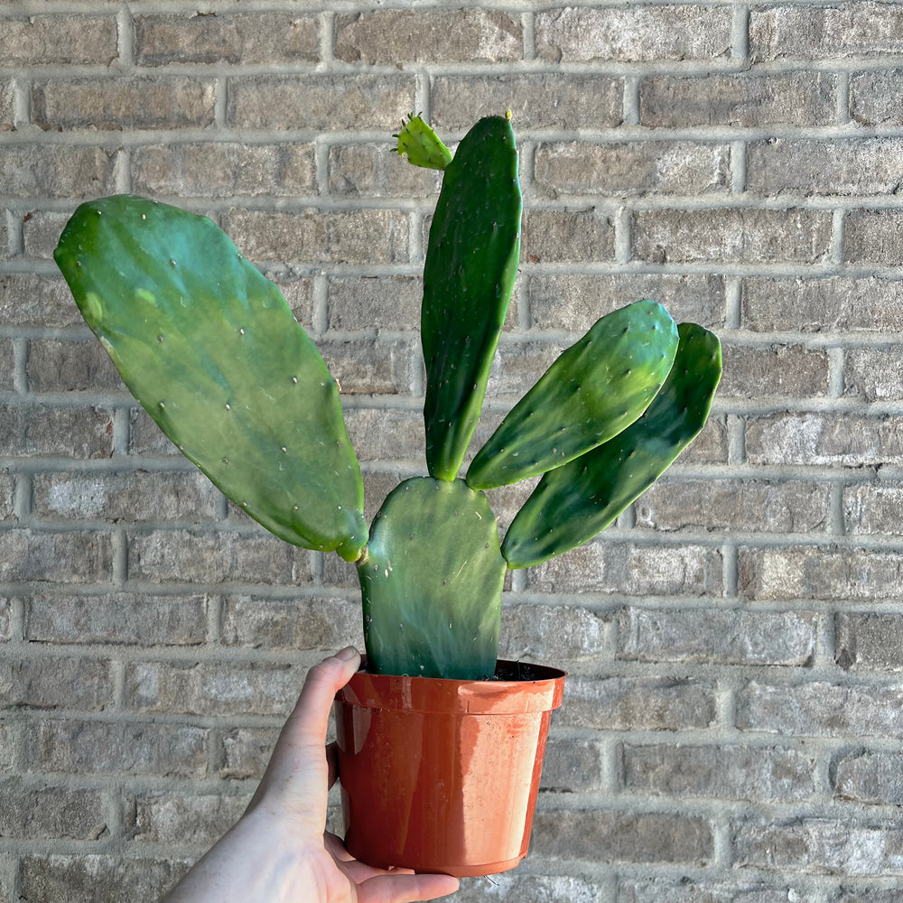 Cactus Assorted 6 Inch
