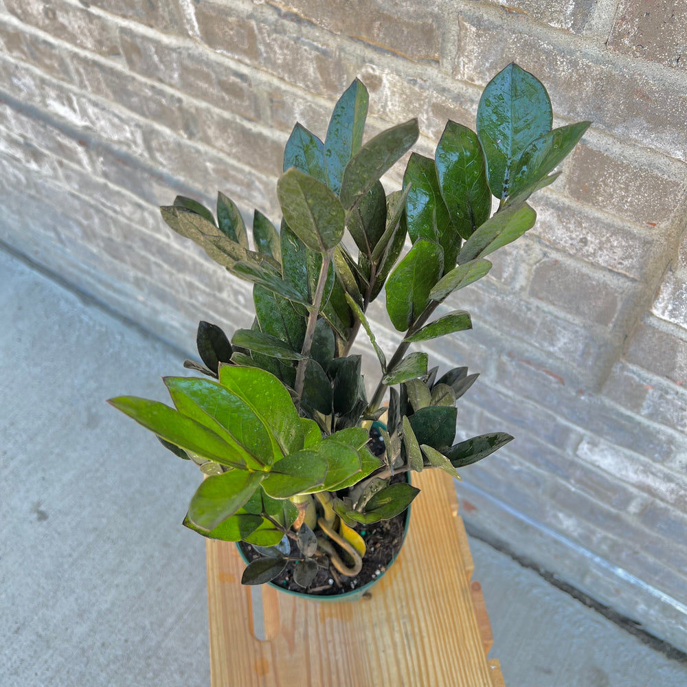 ZZ Ravens 6 Inch Pot